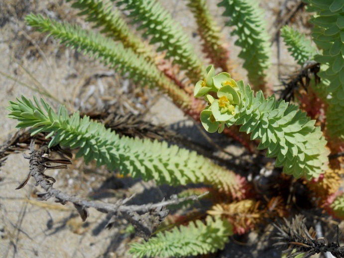 Euphorbia paralias / Euforbia marittima